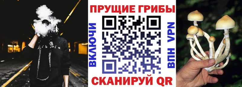 Галлюциногенные грибы MAGIC MUSHROOMS  как найти   KRAKEN   Ярославль 